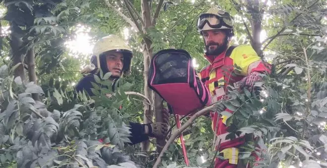 Rescatado un gato que llevaba tres días en la copa de un árbol en Villacarriedo