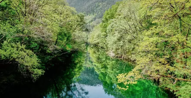 As Fragas do Eume, otro bosque autóctono gallego amenazado por la invasión de eucaliptos