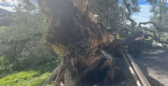 El temporal provoca la caída de la encina centenaria de San Julián de Zurita, árbol singular de Cantabria