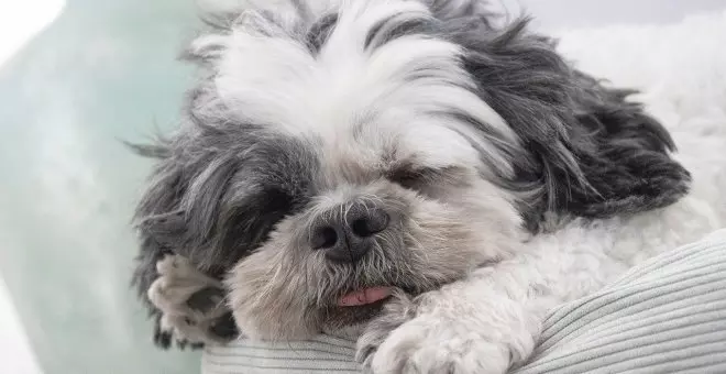 Shih tzu: características y cuidados de esta raza