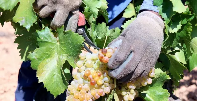 La DO Terra Alta pateix una de les caigudes de producció "més grans de la història" a causa de la sequera