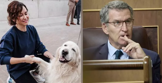 Ayuso ningunea las palabras de Feijóo sobre no ir a La Moncloa y los tuiteros lo resumen: "Te quedan un par de días, Alberto, mucho ánimo"