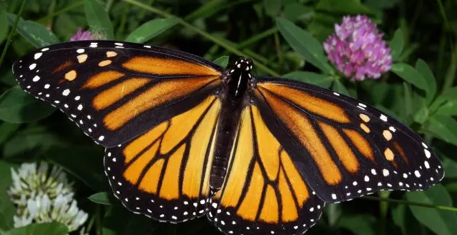 La sorprendente Mariposa Monarca, seriamente amenazada