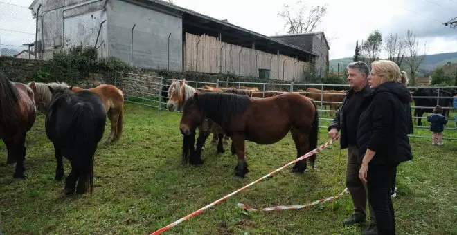 Éxito en la II Feria Ganadera del Pisueña con más de 1.000 cabezas