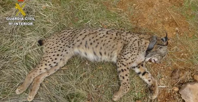 El Seprona investiga a un cazador por la muerte de un lince ibérico en un coto de caza de la provincia de Ciudad Real