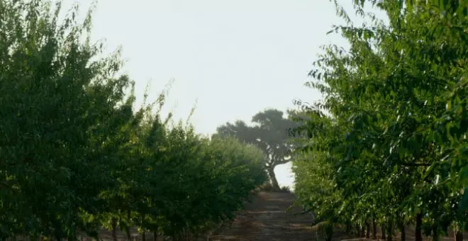 De Prado, la empresa que renueva la agricultura