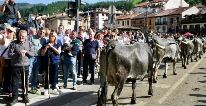 Más de 1.500 animales de toda Cantabria participan en la feria ganadera y exposición de los Santos