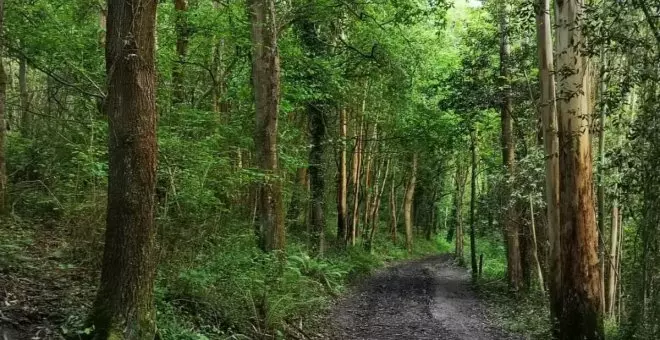 Covadonga Tomé y Los Verdes-Equo advierten que el Principado plantea ampliar las plantaciones de eucaliptos