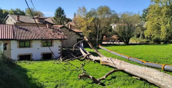 Vuelca un operario con un vehículo mientras talaba un árbol que se ha desplomado en Santillana del Mar