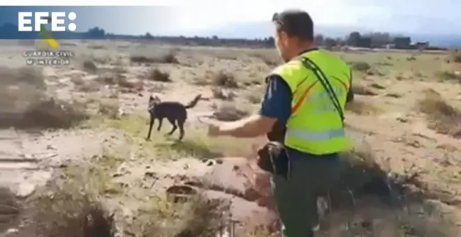 Labores de búsqueda en la zona del barranco de los Pelos en Chiva (Valencia)