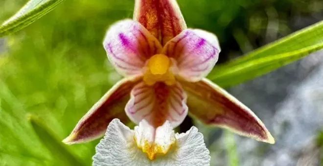 Descubren dos especies de orquídeas en el Parque de Picos de Europa