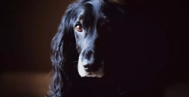 Cocker spaniel: características e historia de esta raza