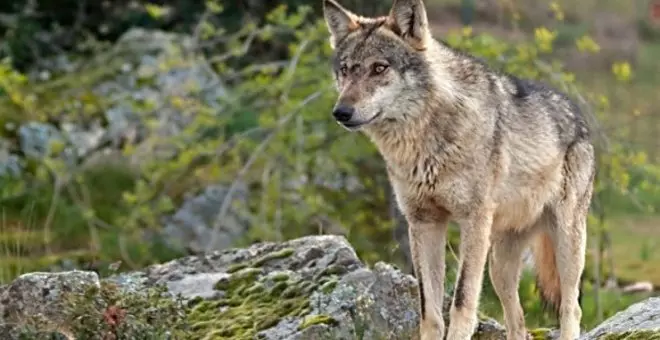 "La cifra de más de 200 lobos es engañosa; pretender fijar unos cupos de extracción a partir de ella puede poner en serio riesgo a la especie"