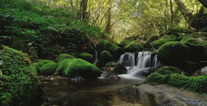 ¿En qué consiste la gestión forestal sostenible?