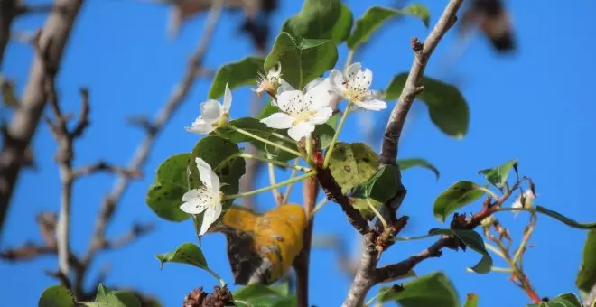 La crisi climàtica altera la floració de més de 200 espècies de plantes, sobretot al litoral català