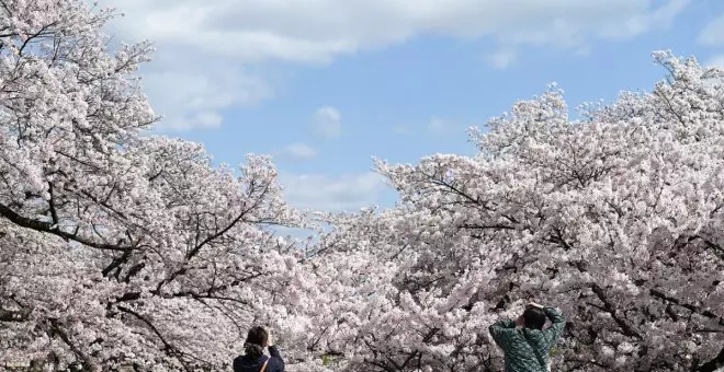 ¿Cuál es la mejor época para viajar a Japón?