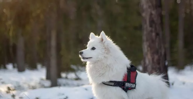 Samoyedo: cuidados y características de esta raza