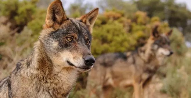 A consulta pública previa la redacción del Plan de Gestión del Lobo de Cantabria