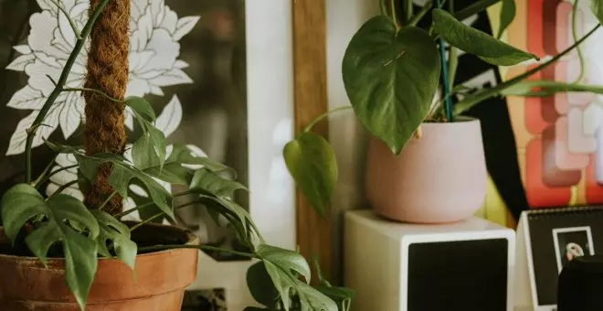 Protege tus plantas del frío con estos trucos