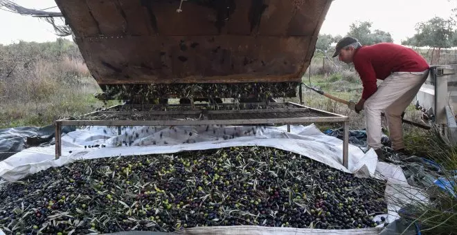 La 'uberización' alcanza el olivar: los fondos buitre, a la compra de grandes fincas