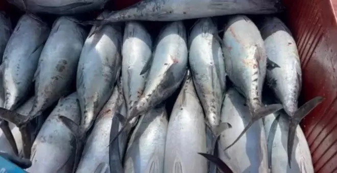 1.100 toneladas de bonito de Cantabria se han vendido en una cadena de supermercados de toda España